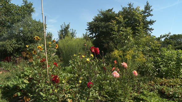 Jardin à Montreuil